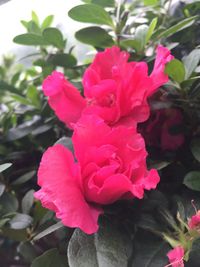 Close-up of pink flower