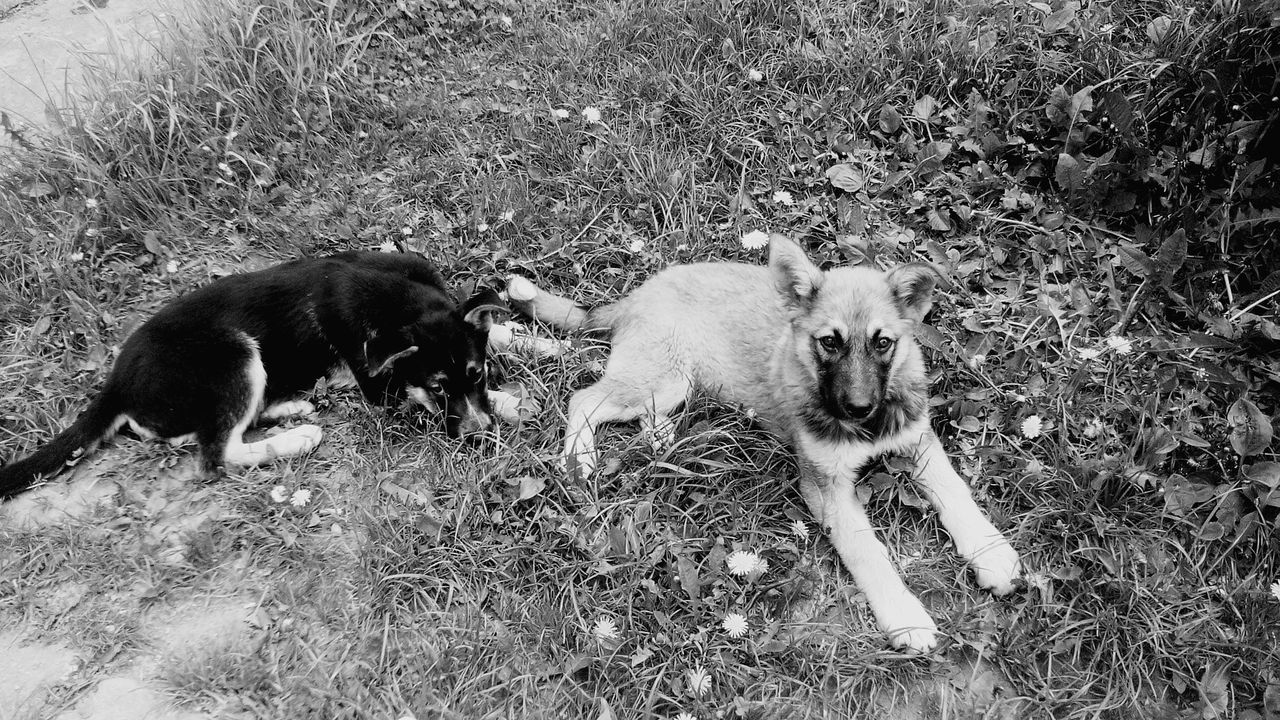 animal themes, domestic animals, mammal, grass, field, pets, two animals, togetherness, high angle view, young animal, grassy, livestock, relaxation, animal family, three animals, day, lying down, dog, nature, outdoors