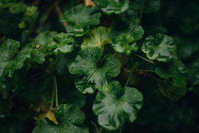 Close-up of green leaves