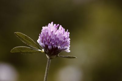 Close-up of purple thistle flower