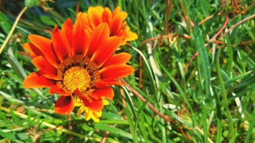 Close-up of orange flower on field