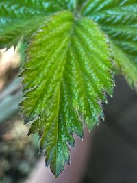 Close-up of green leaves