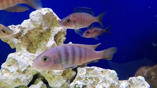 Close-up of fish swimming in aquarium