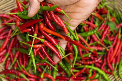 Close-up of hand holding red chili peppers