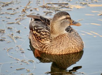 Mallard duck swimming in lake
