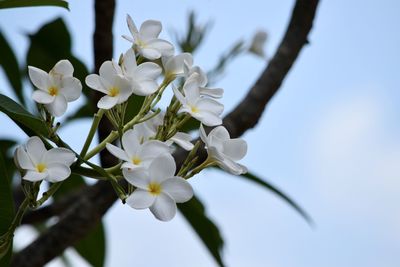 Close-up of white cherry blossoms against sky