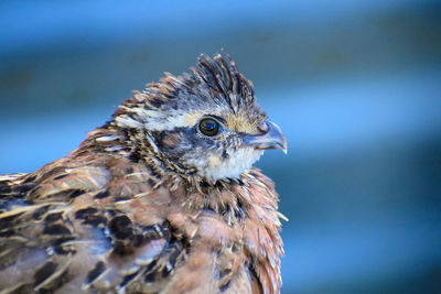 Close-up of bobwhite quail