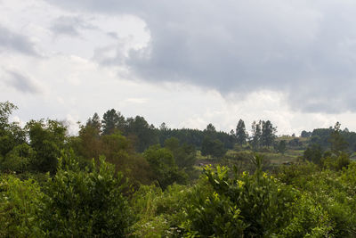 Trees on field against sky