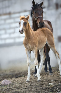 Horse standing on field