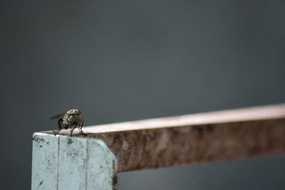 Close-up of bird perching on railing against wall