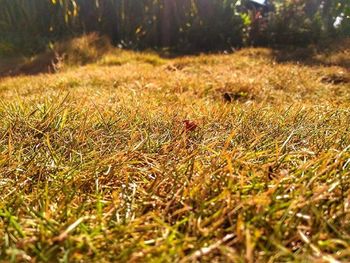 Surface level of grassy field