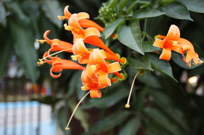 Close-up of orange flowering plant