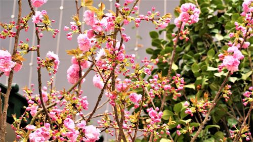 Close-up of pink cherry blossom