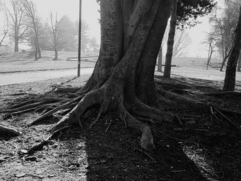 View of trees in forest