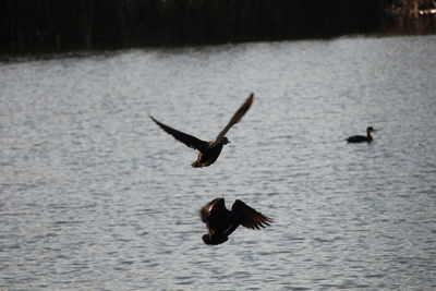 Bird flying over sea