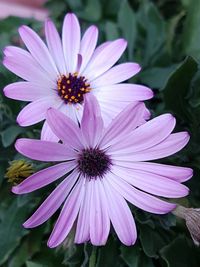 Close-up of pink flower blooming outdoors