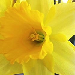 Close-up of yellow flower