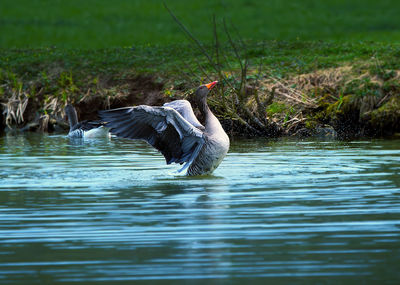 Bird flying over lake