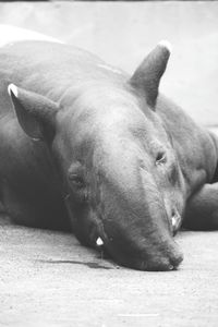 Close-up of dog lying on floor