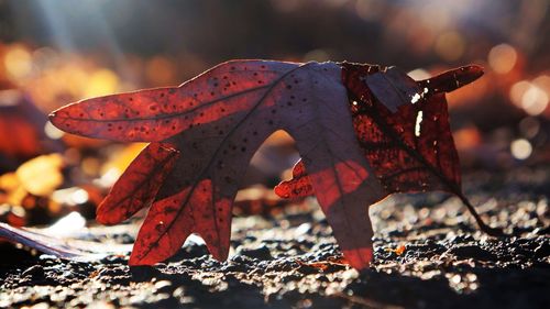 Close-up of maple leaf on field during autumn