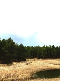 Trees on field against sky