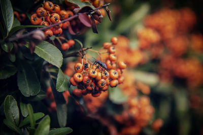 Close-up of berries growing on plant