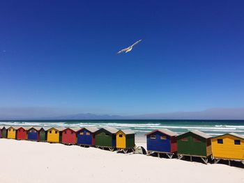 Seagull flying over multi colored huts at beach against clear blue sky