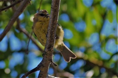 Close-up of bird perching on branch