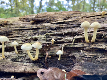 Close-up of mushroom growing on tree trunk