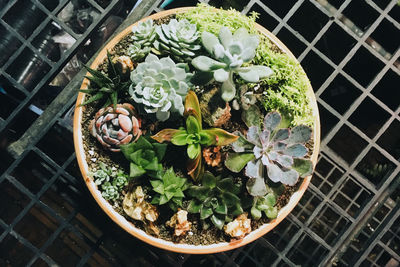 High angle view of potted plants