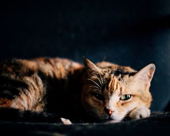 Close-up portrait of cat lying down