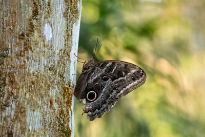Close-up of butterfly on tree trunk
