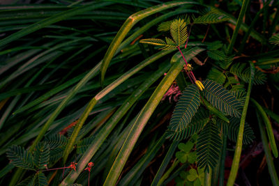 Full frame shot of pine tree