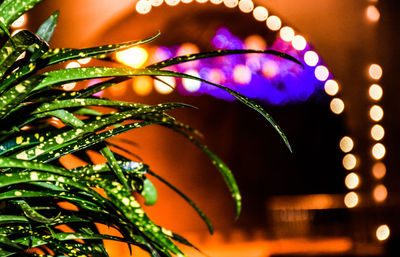 Close-up of illuminated christmas lights