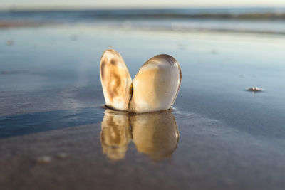 Close-up of shells on beach