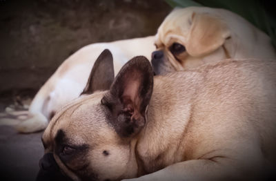 Close-up of a dog