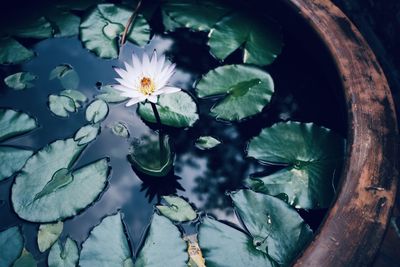 Close-up of water lily on leaves