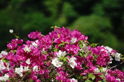 Close-up of pink flowering plant