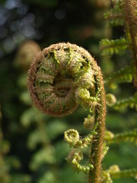 Close-up of fern