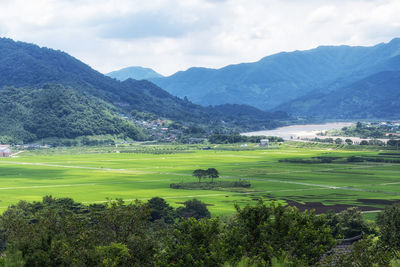 The view of seomjingang river and rice paddies with couple pine trees in hadong, south korea. 