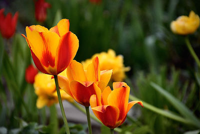 Close-up of orange flower on field