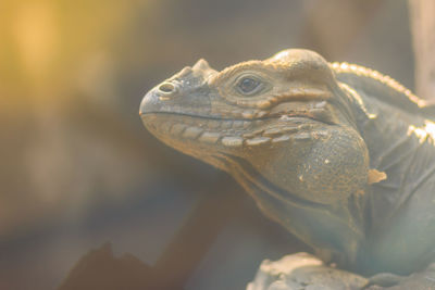 Close-up of a lizard