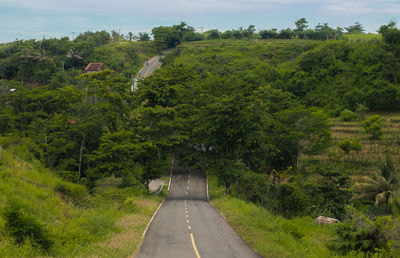 Road amidst trees and plants