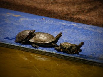 Close-up of turtle in water