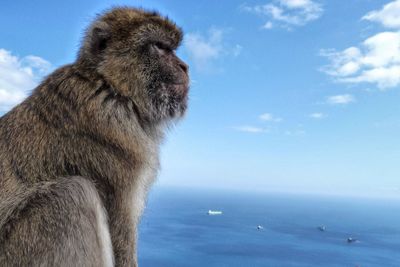 Barbary macaque by sea against sky