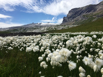 White flowering plants on field against sky