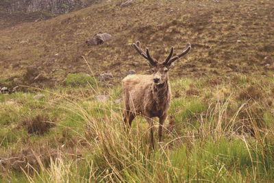 Portrait of deer standing on field