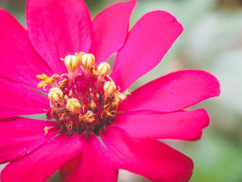 Close-up of pink flower blooming outdoors