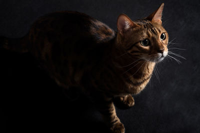 Portrait of a domestic bengal cat. kitten hunts on a black background