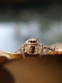 Close-up of spider on wood